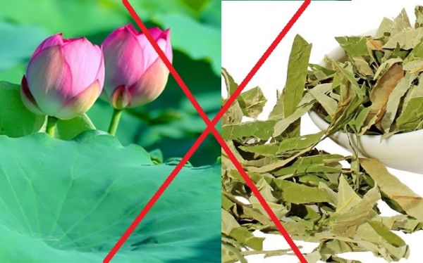 Giảm cân bằng lá sen khô không dành cho mọi đối tượng.