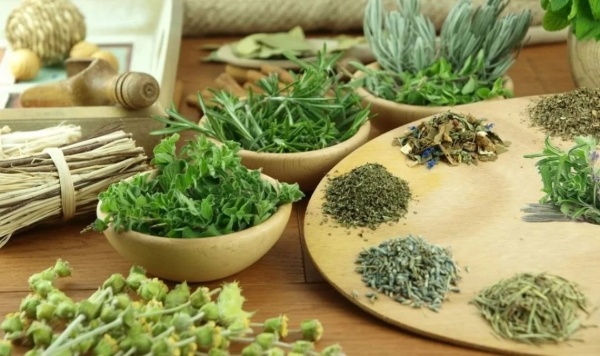Cần lưu ý gì khi giảm cân bằng các loại lá thuốc nam? Cần lưu ý gì khi giảm cân bằng các loại lá thuốc nam?