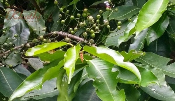 Lá vối và những lợi ích giảm cân đáng kinh ngạc khi giảm cân bằng lá vối