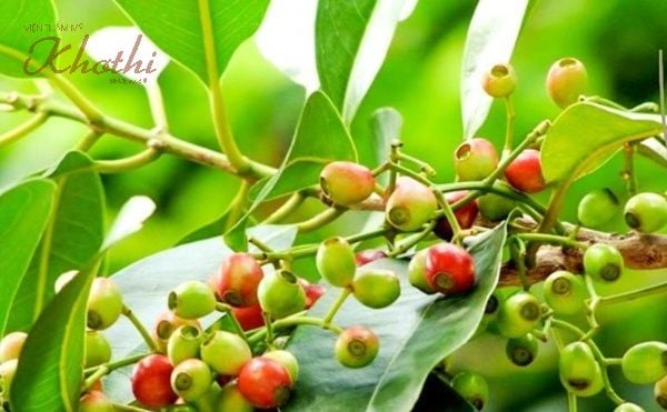 Trong lá vối chứa nhiều hợp chất tốt cho việc giảm cân, thanh lọc cơ thể