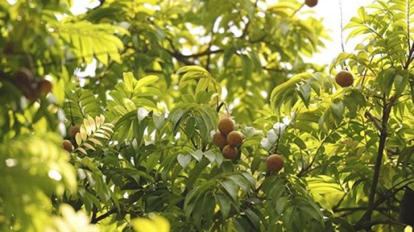 Tác dụng của quả sấu trong việc giảm cân và kiểm soát cân nặng