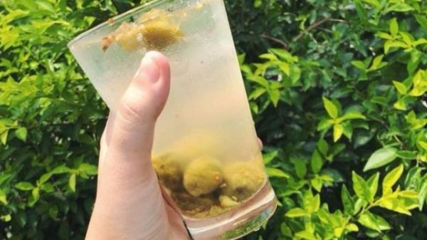 Nước sấu dầm vừa giải nhiệt mùa hè lại giảm cân hiệu quả