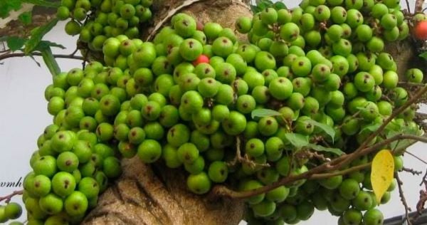 giảm cân bằng quả sung