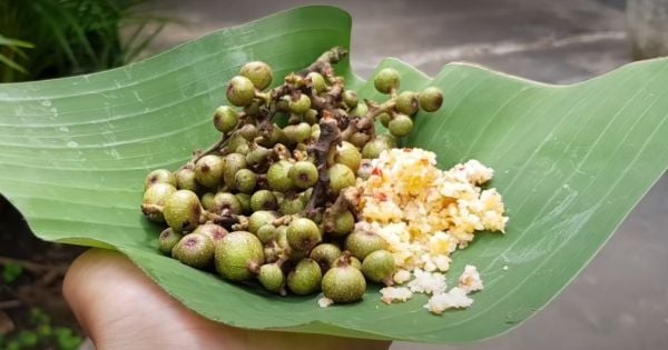 Sung non chấm muối ớt vừa đơn giản vừa ngon miệng