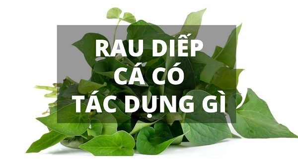 Rau diếp cá có nhiều tác dụng chữa bệnh trong Đông Y