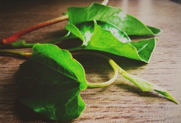 Giảm cân bằng rau diếp cá không thích hợp cho người mắc bệnh về dạ dày.