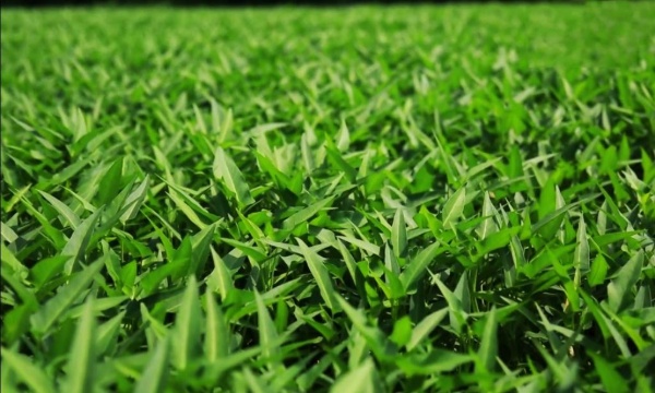 Cách giảm cân rau muống hiệu quả. Một ruộng muống