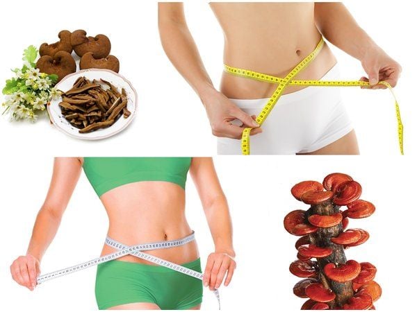Những lưu ý khi uống nấm linh chi để giảm cân