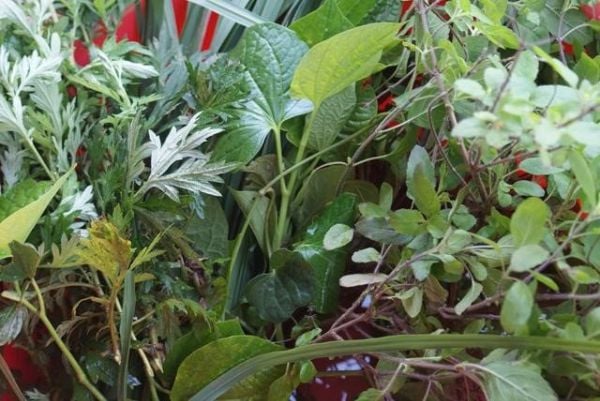 Các nguyên liệu xông hơi tự nhiên giúp giảm cân.