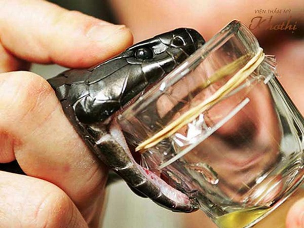 Nọc rắn giúp phục hồi làn da hư tổn