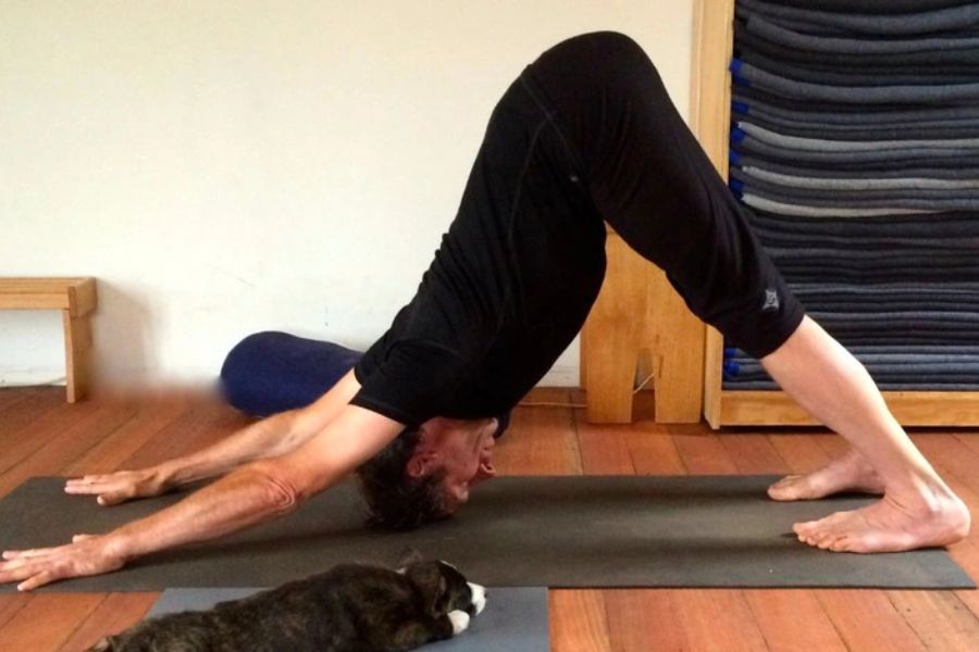 Tư thế chó úp mặt trong yoga: Lợi ích và cách tập đúng