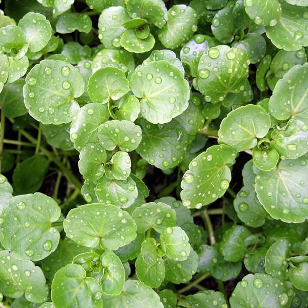Rau cải xoong giảm cân