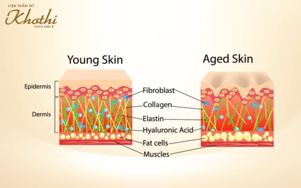 sự khác biệt của elastin matrix 8d