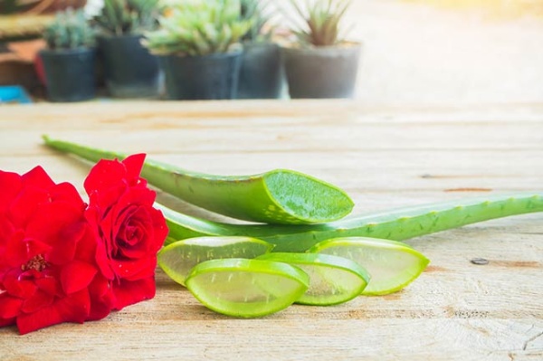 Dưỡng da, ngăn lão hóa với nha đam và nước hoa hồng