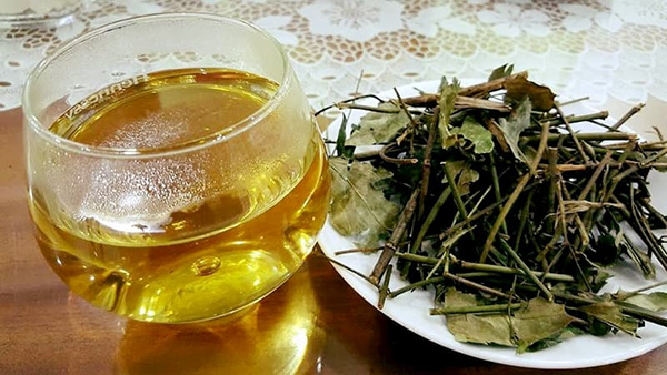 Uống nước lá vối giảm cân