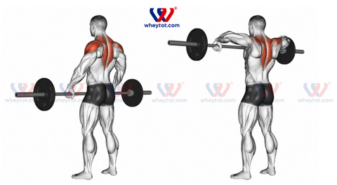 15 bài tập cơ vai nhanh to, vạm vỡ tốt nhất cho nam và nữ tập gym