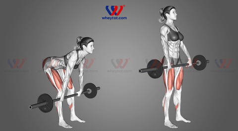 Deadlift là gì? Cách tập deadlift đúng kỹ thuật và hiệu quả cao