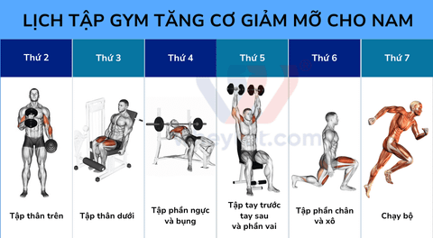 Lịch tập gym tăng cơ giảm mỡ cho nam chi tiết, nhanh lên cơ nhất