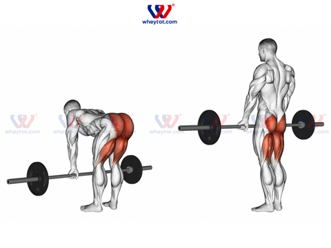 Bài tập mông cho nam giúp vòng 3 tròn đầy đặn và vạm vỡ