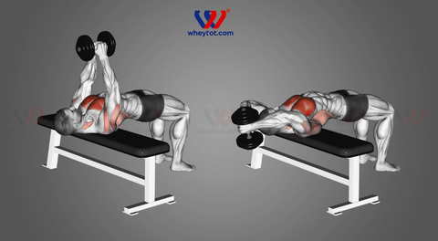 Top 10 các bài tập lưng xô với tạ đơn cho nam tại nhà hiệu quả nhất