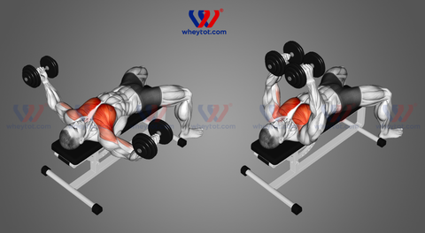 8 bài tập ngực với tạ đơn cho nam tập gym hiệu quả nhất