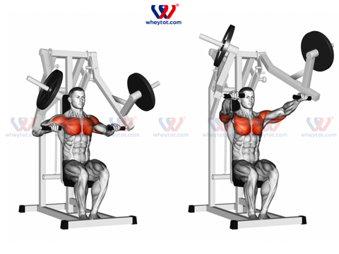 Hướng dẫn 13 bài tập ngực hiệu quả nhất cho nam và nữ