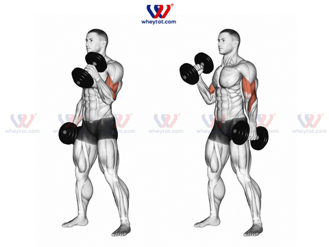 10 bài tập tay trước với tạ đơn hiệu quả nhất cho gymer