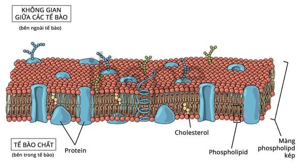 Axit béo là thành phần của phospholipid tham gia cấu tạo màng tế bào