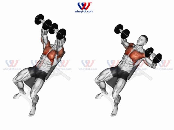 Bài tập nằm ghế dốc đẩy tạ tay (Incline Dumbbell Press)