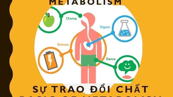 Trao đổi chất là quá trình chuyển đổi thức ăn thành năng lượng sống cho cơ thể