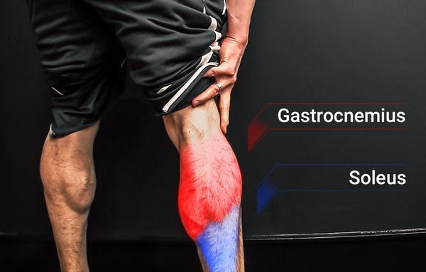 Calf Raise tác động mạnh lên cơ bụng chân và cơ dép