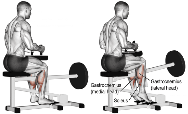 Seated Calf Raise tác động mạnh vào cơ dép