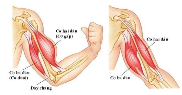 Cơ tam đầu là nhóm cơ nằm ở phần bắp tay sau và kéo dài đến tận khuỷu tay