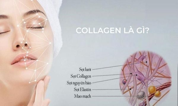 Collagen là thành phần cấu tạo nên xương, da, cơ... trong cơ thể