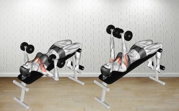 Bài tập·Incline Dumbbell Bench Press