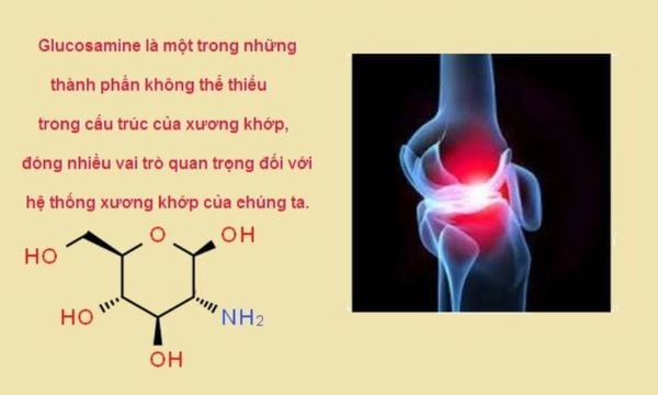 Glucosamine là một loại đường amino tự nhiên, cấu tạo nên sụn khớp trong cơ thể