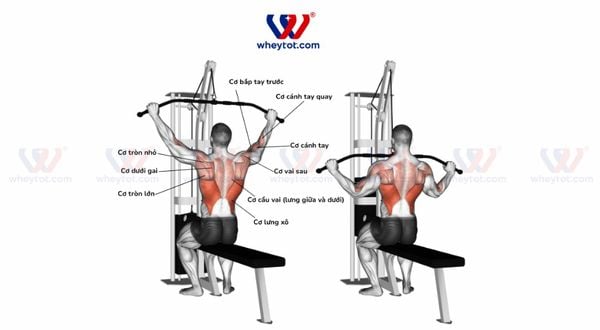 Lat Pulldown là bài tập kéo cáp với máy tập gym
