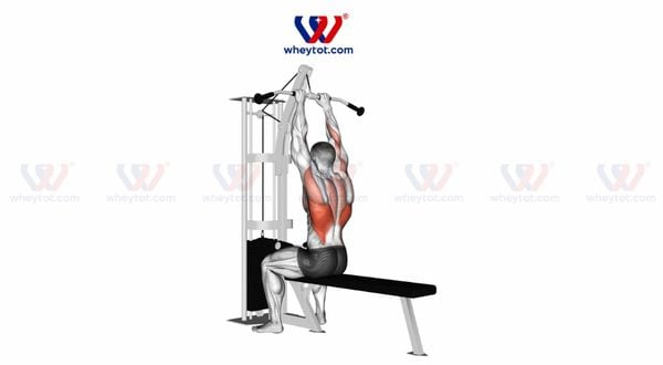Hướng dẫn cách tập Lat Pulldown đúng kỹ thuật