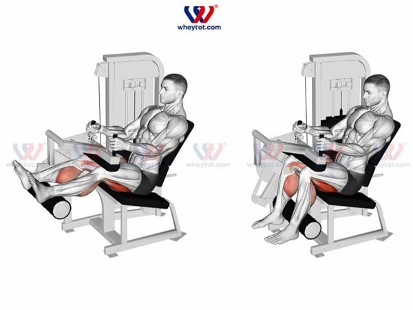 Hướng dẫn bài tập Seated Leg Curl