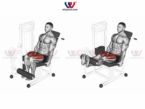 Hướng dẫn cách tập Leg Extension