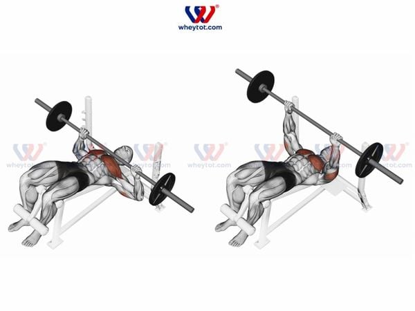 Bài tập ngực cho nam - Decline Bench Press