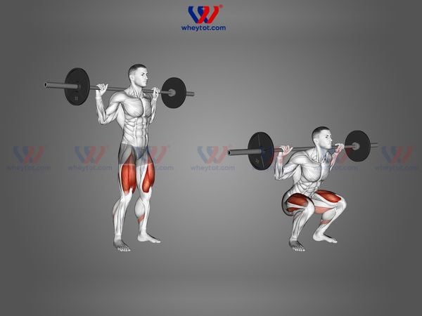 Bài tập chân cho nam - Barbell Squat