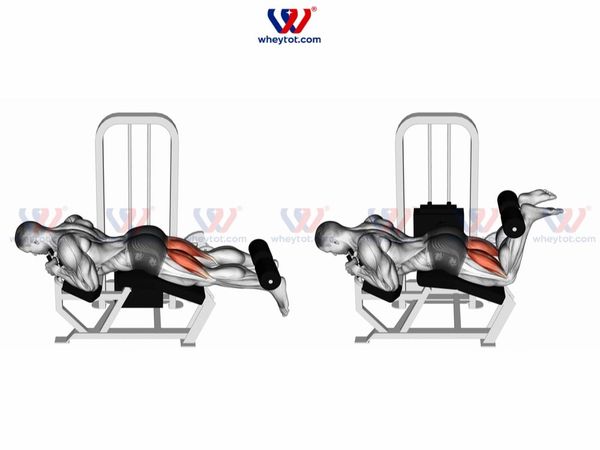 Bài tập Leg Curl cho mông, đùi sau của nam