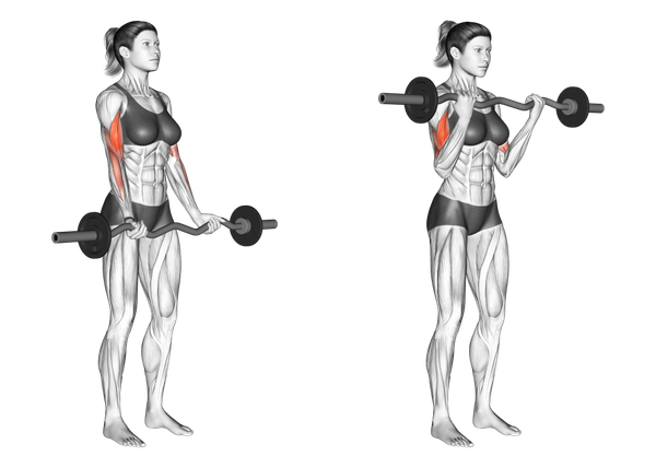 Bài tập Barbell Curl