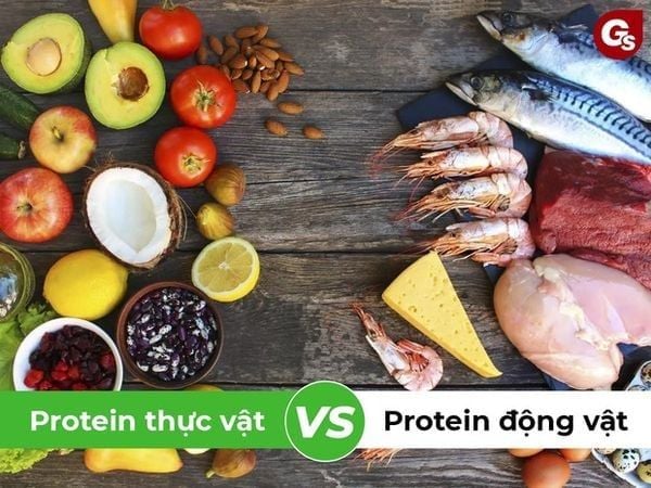 Nên chọn protein thực vật hay protein động vật tốt hơn? Câu trả lời phụ thuộc vào chế độ ăn uống, mục tiêu tập luyện và tình trạng sức khỏe của bạn.