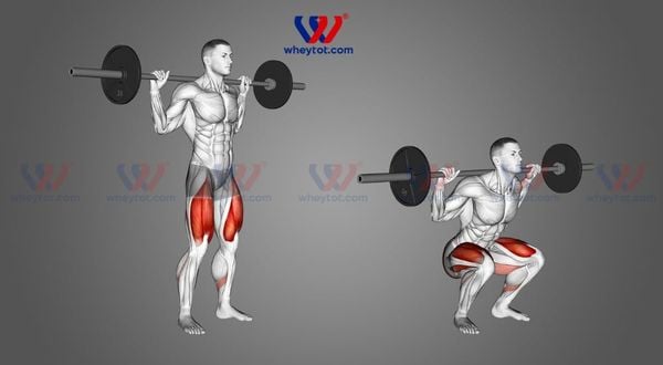 Barbell Squat