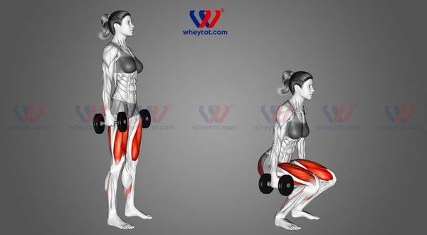 Dumbbell Squat
