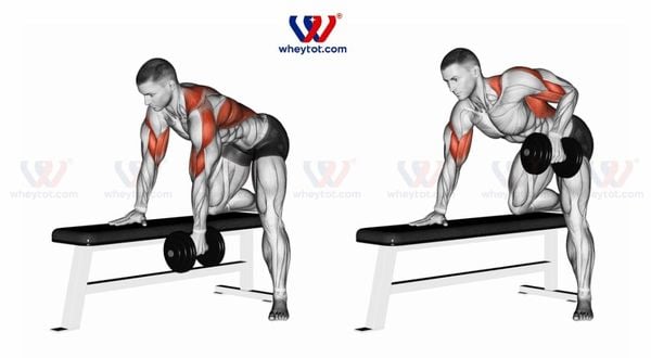 Bài tập lưng xô với tạ đơn: Dumbbell Row