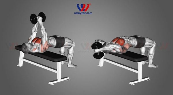 Bài tập lưng xô với tạ đơn: Dumbbell Pullover