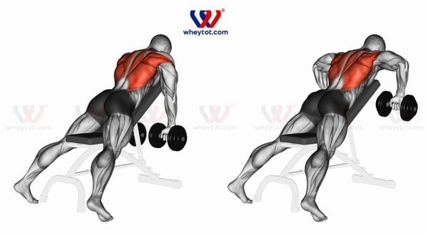 Bài tập lưng xô với tạ đơn: Dumbbell Pullover